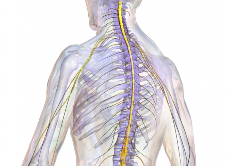 spinal_cord.jpg