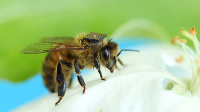bees1.jpg