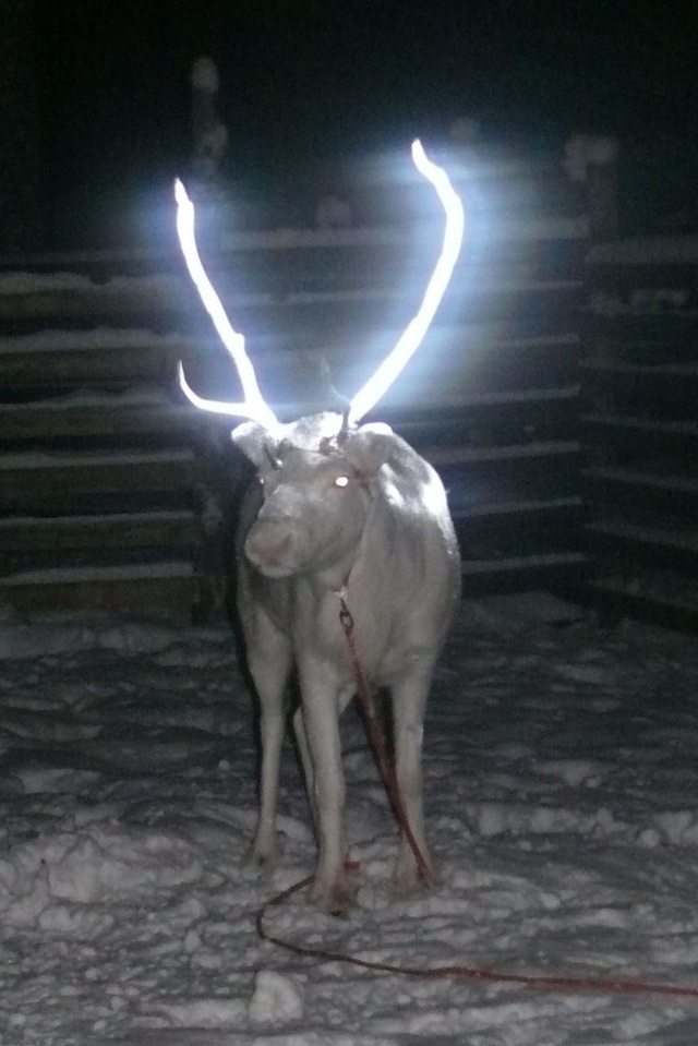 reindeer2.jpg