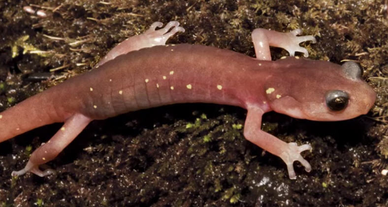 salamander1.jpg
