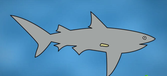 sharks2.jpg