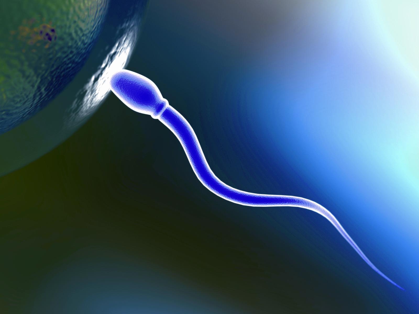 sperm1.jpg