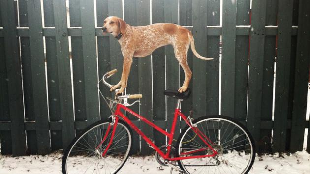 coonhound1.jpg