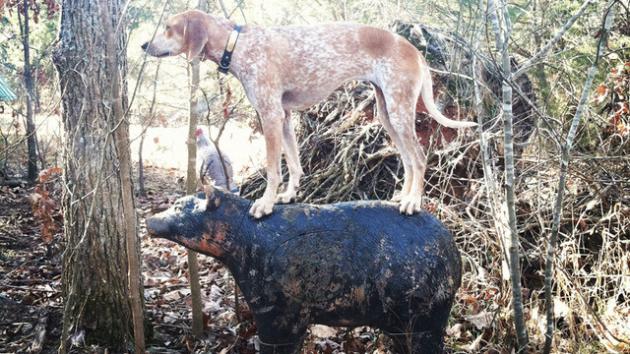 coonhound5.jpg