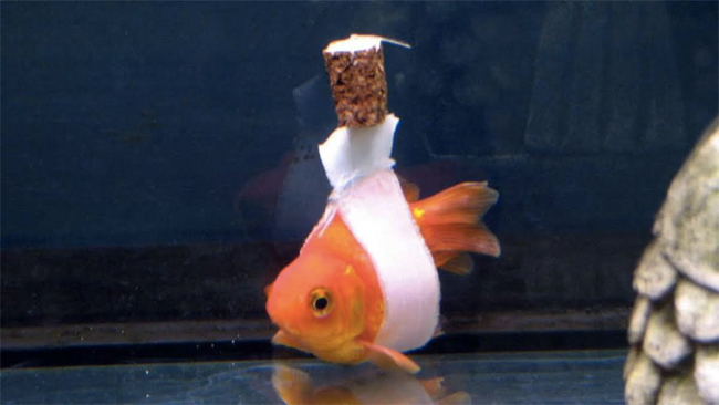 goldfish1.jpg
