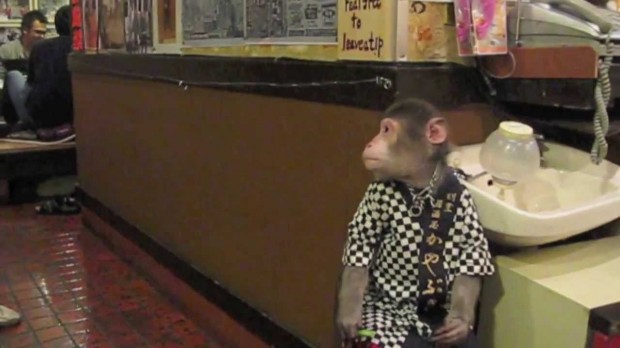 monkey_waiter_620x.jpg