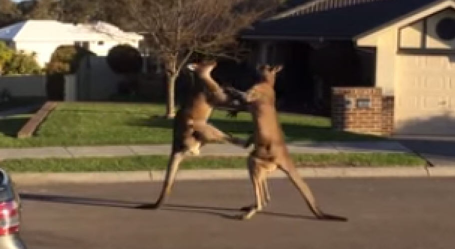 kangaroos1.jpg