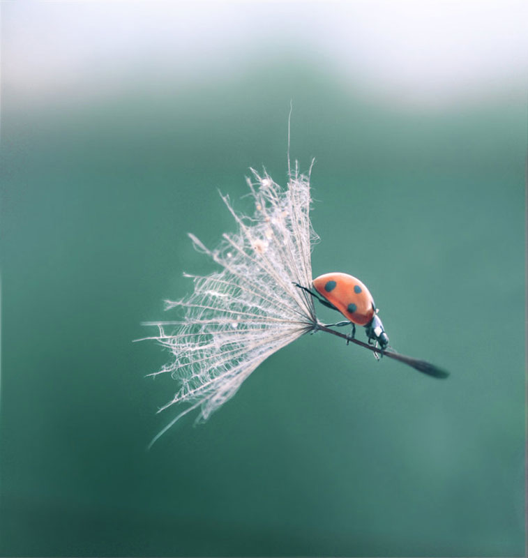 ladybug_dandelion_perfect_timing.jpg