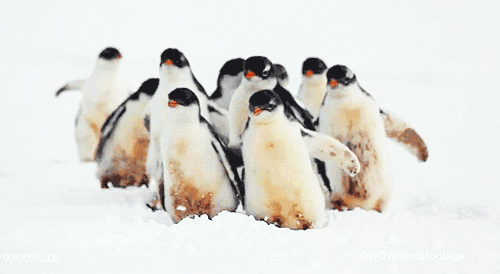 penguins3.gif