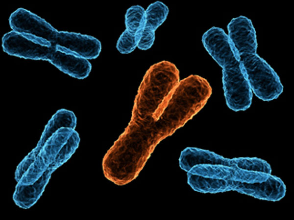 y_chromosome.jpg