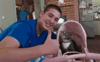 catmad2.gif
