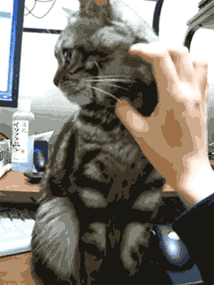 catmad4.gif