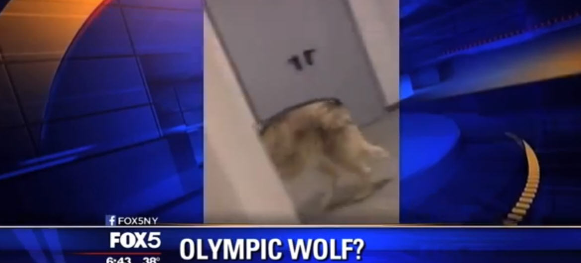 olympicwolf1.jpg