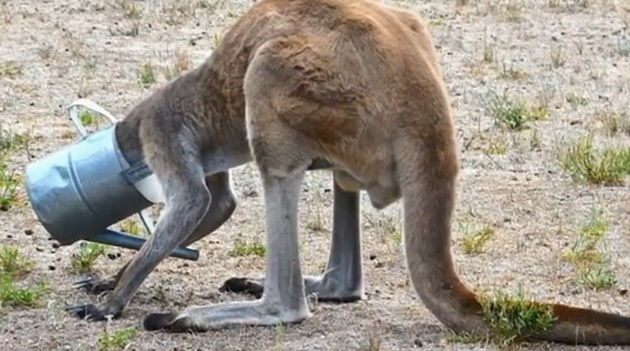 kangaroo4.jpg