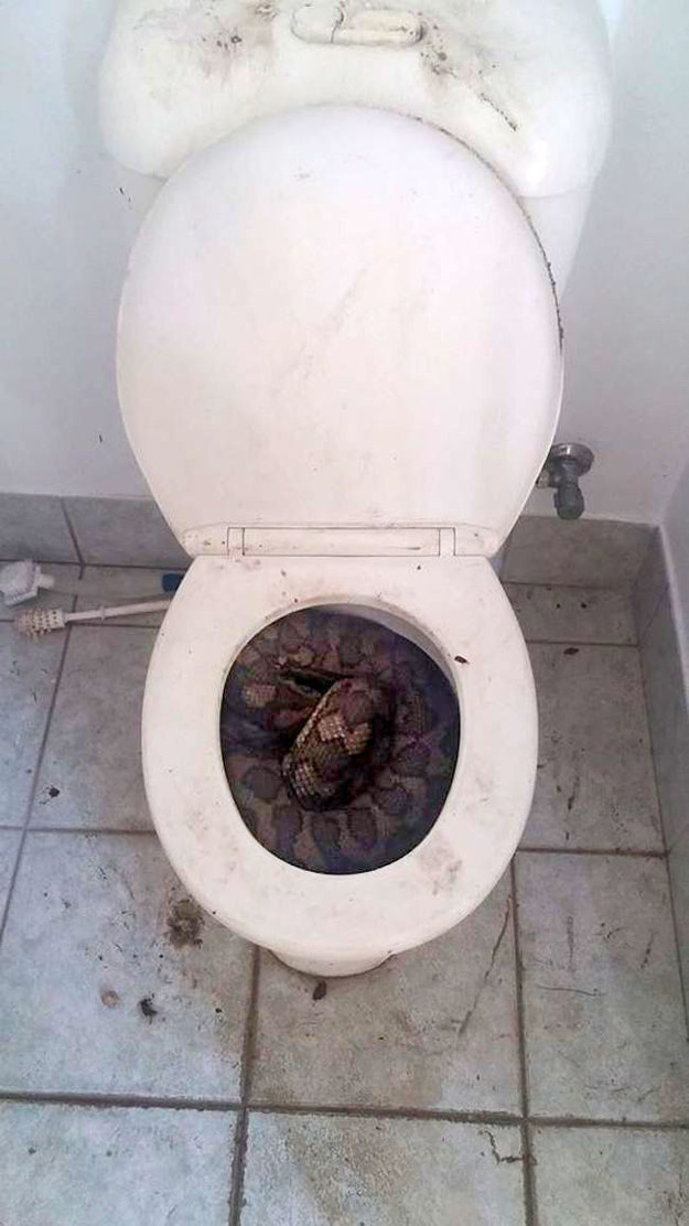 toilets1.jpg