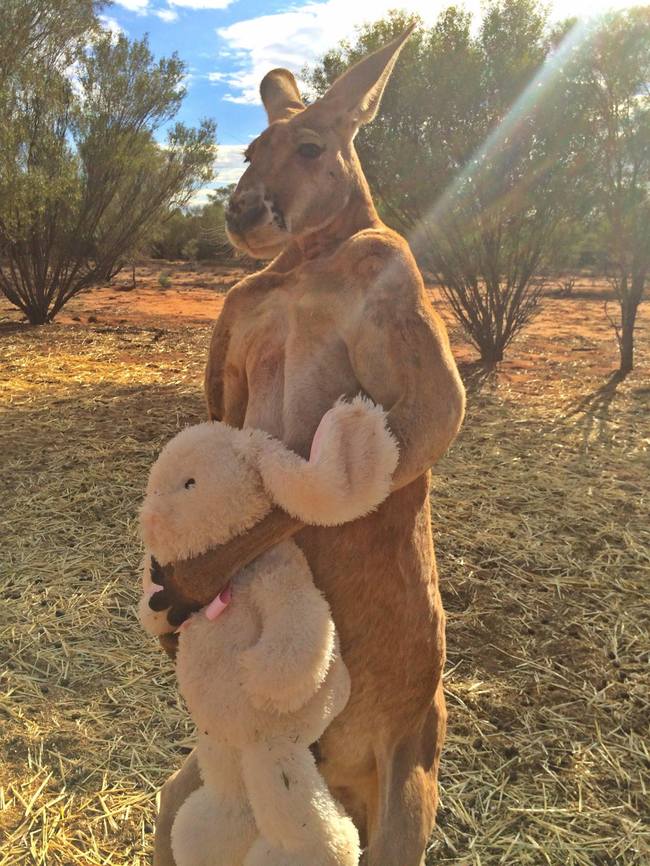 kangaroo2.jpg