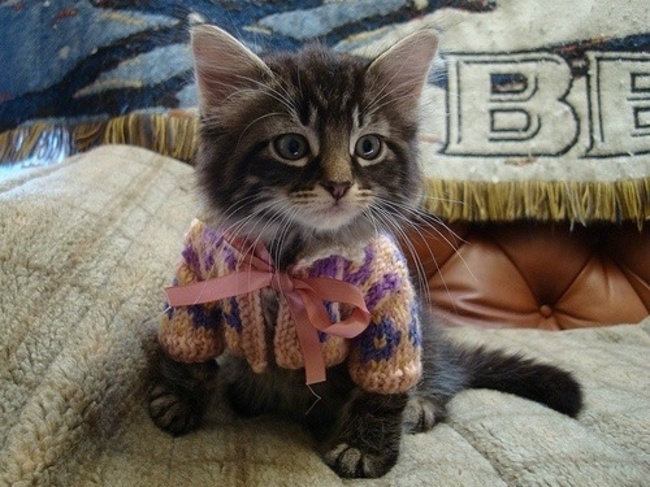 catcardigan1.jpg