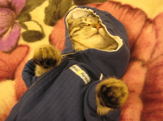 catcardigan10.jpg