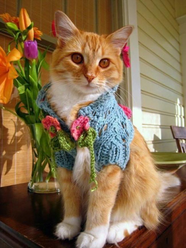 catcardigan11.jpg