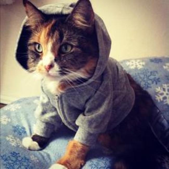 catcardigan13.jpg