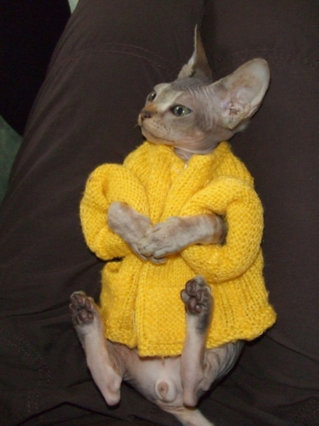 catcardigan14.jpg