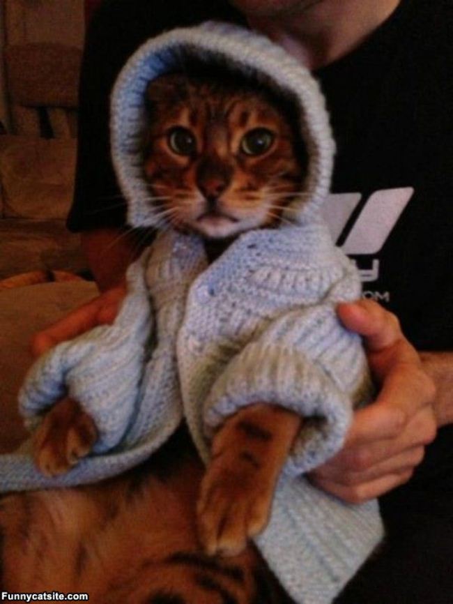 catcardigan15.jpg