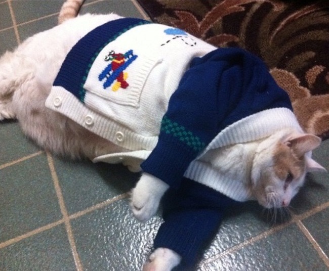 catcardigan2.jpg