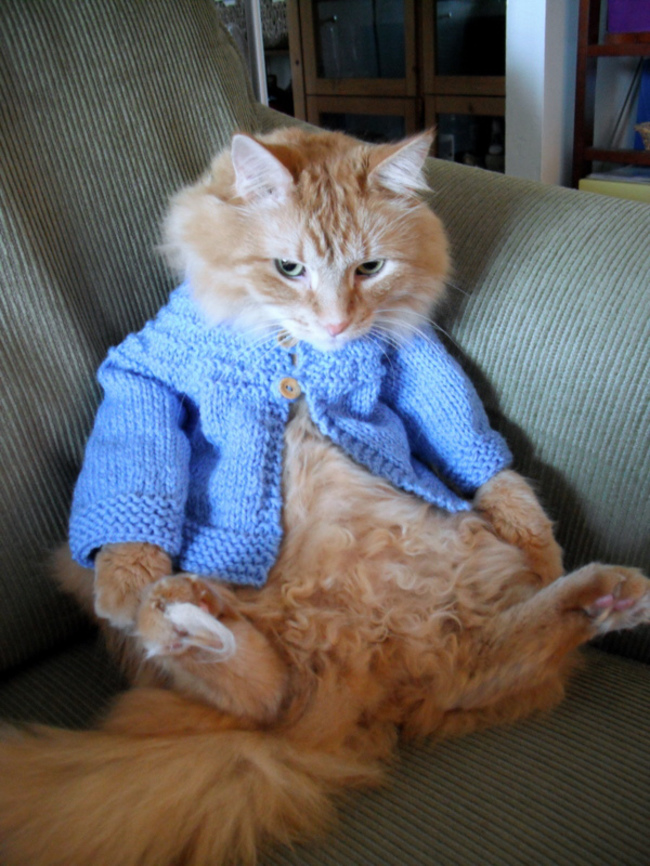 catcardigan9.jpg