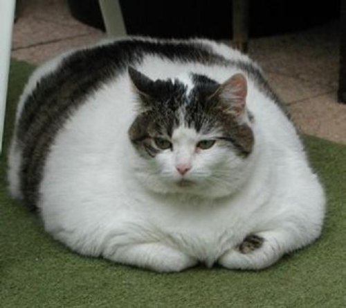 Fat_Cat.jpg