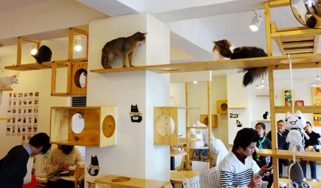 cat_cafe_to_open_in_london_east_end_cats.jpg