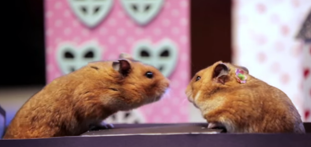 hamsters1.png