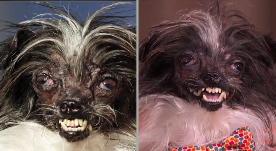 Peanut_Before_and_After.png