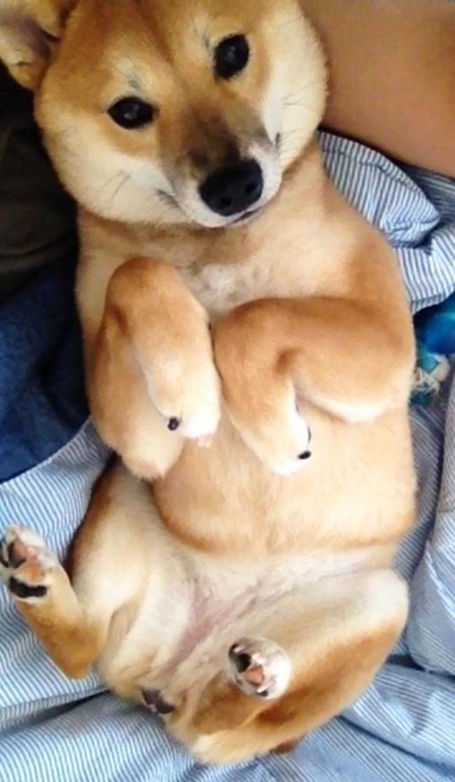 shiba3.jpg