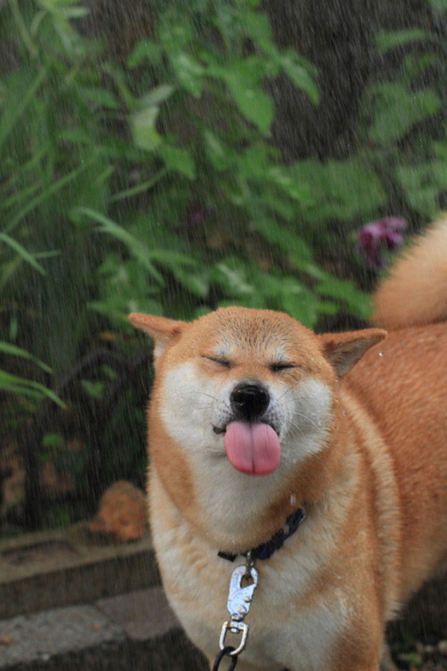 shiba5.jpg