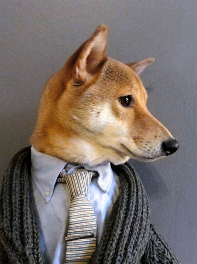 shiba6.jpg