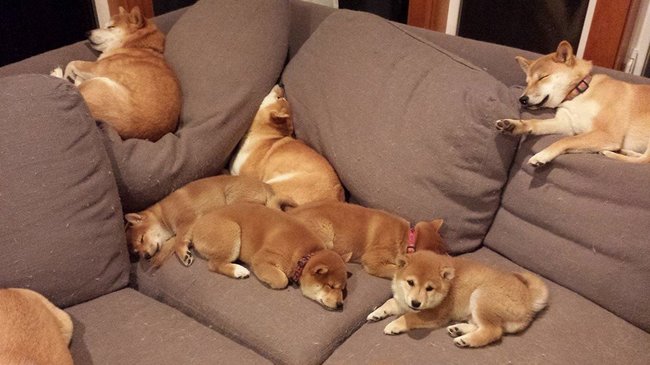 shiba8.jpg