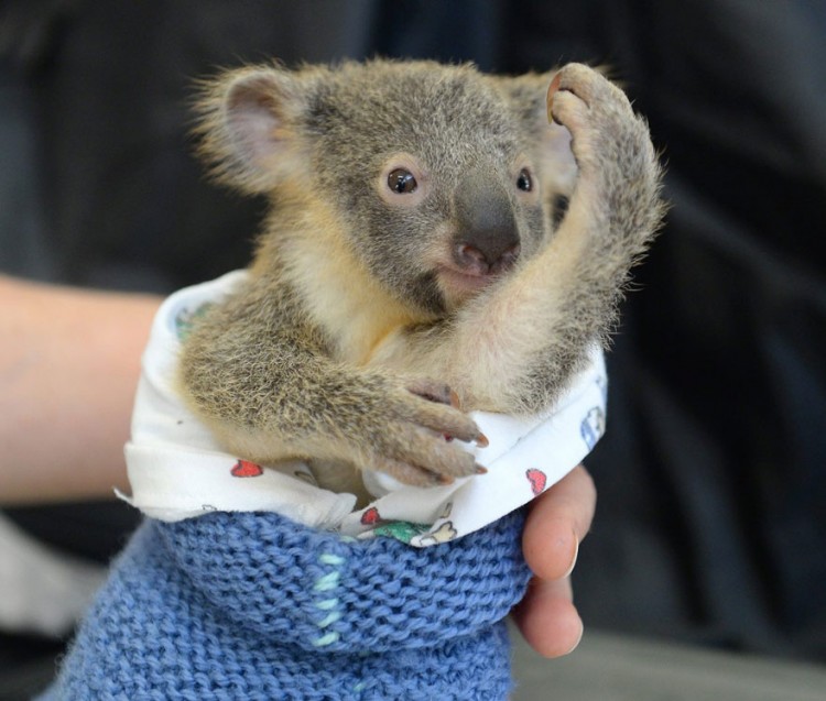 koala6.jpg