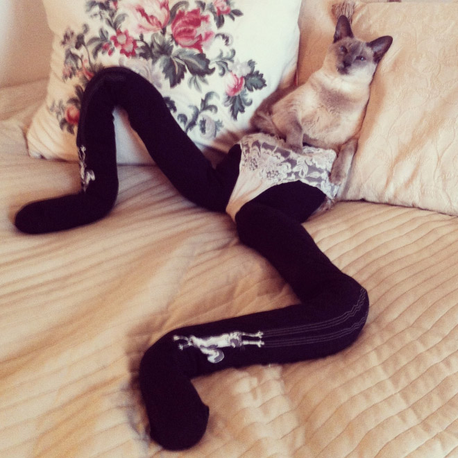 cats_in_tights.jpg