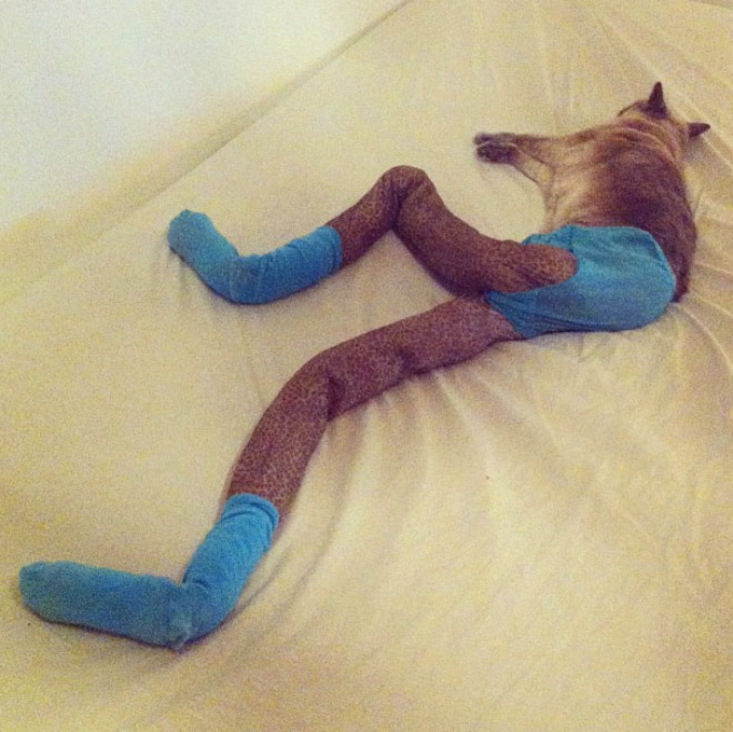 cats_in_tights_10.jpg