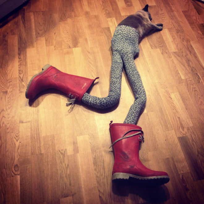 cats_in_tights_12.jpg