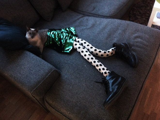 cats_in_tights_8.jpg