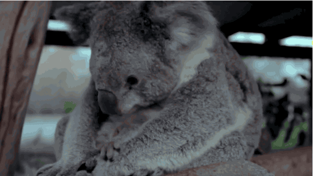 koala1.gif