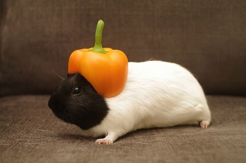 guinea_pig.jpg