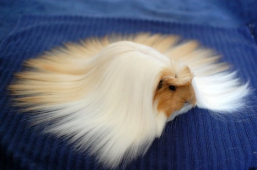 guinea_pig_11.jpg