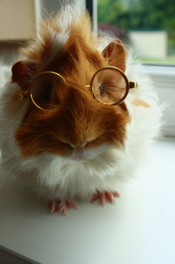 guinea_pig_13.jpg