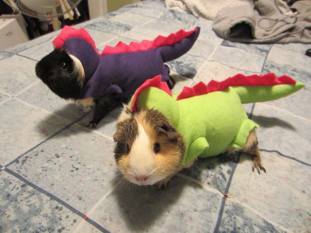 guinea_pig_15.jpg