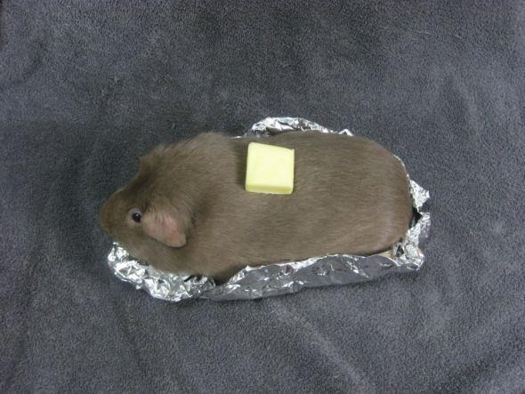 guinea_pig_16.jpg