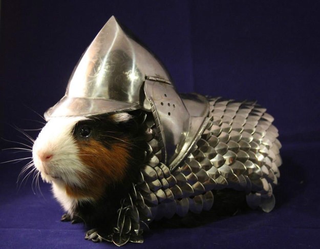 guinea_pig_23.jpg