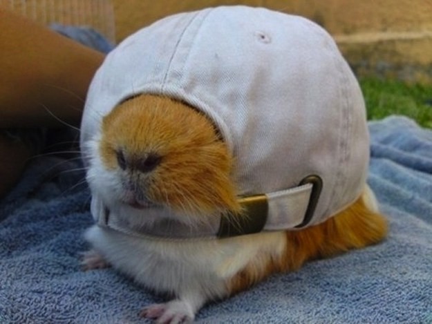 guinea_pig_4.jpg