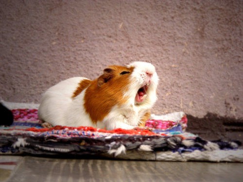 guinea_pig_7.jpg